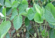 刚移栽的草莓苗都蔫了怎么办？