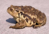 癞蛤蟆是益虫还是害虫