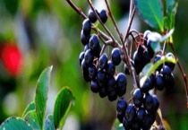 黑果花楸结果需要几年 种植前景怎么样