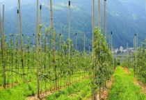 什么是种植园农业？种植园农业的分布