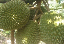 北方能用大棚种榴莲吗？