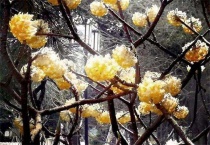 结香树什么时候打结