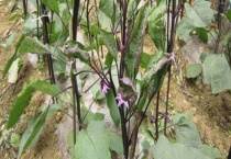 茄子叶苗期发黄怎回事