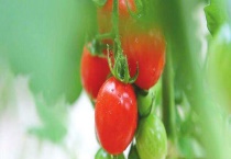 小西红柿是转基因的吗？