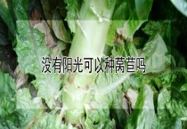 没有阳光可以种莴苣吗？