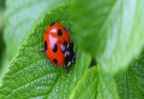 瓢虫是益虫还是害虫 哪些瓢虫是害虫