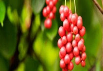 五味子生吃可以吗 泡水一次放几粒