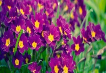 太阳花打蔫怎么办？