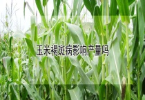 玉米褐斑病影响产量吗？