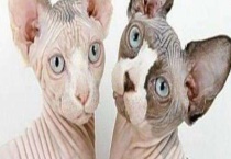 加拿大无毛猫怎么养？它吃什么？