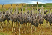 鸵鸟的天敌是什么？猎豹的猎物主要是什么？