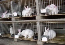 2万元可以养多少兔子