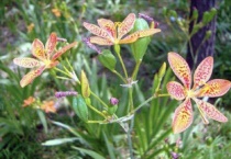 射干种子价格及种植方法 射干病虫害防治