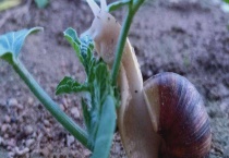 白玉蜗牛病虫害防治技术 疾病防治技术