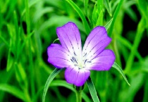 麦仙翁有毒吗？