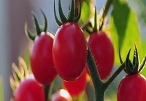 树番茄是否可以直接生吃 树番茄有什么价值