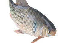 鲮鱼是什么鱼？附其分布范围和食物习性