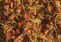 奶汁草根是什么？