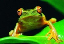 晚上抓青蛙技巧