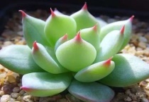 多肉植物绒针变黑怎么办？