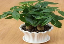 发财树没有皮能活吗？