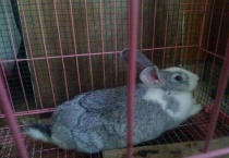 月月兔几个月开始繁殖