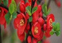 海棠花与桃花有什么不同 海棠花怎么养