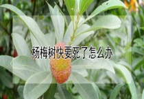 杨梅树快要死了怎么办？