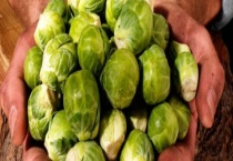 狍子甘蓝能生吃吗 孢子甘蓝有哪些营养价值