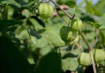灯笼花草的功效和作用