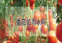 番茄怕雨水吗？