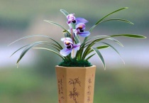 建兰紫月荷的养殖多久？