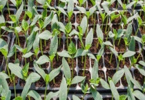 黄瓜苗被虫子咬了怎么办？