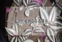 喜阴的植物花卉有哪些？