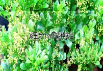 家里为什么不能种米兰