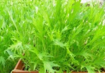 盆栽蔬菜有利润吗？