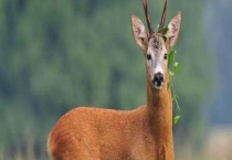 狍子的养殖前景 附养殖注意事项