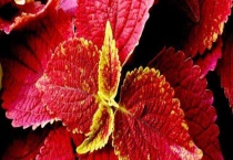 雁来红是什么植物 附雁来红的功效与作用