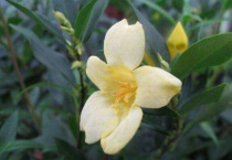 法国香水茉莉的养殖方法和注意事项