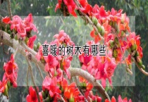 喜暖的树木有哪些？