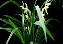 兰花可以放在外面淋雨吗？