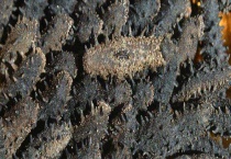 干海参的保质期 附保存多久？