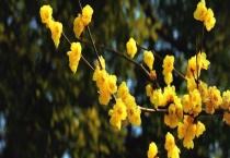 腊梅花可以放卧室吗？