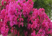 赞比亚的国花是三角梅吗 三角梅常见品种有哪些？