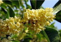 木犀和桂花的区别？