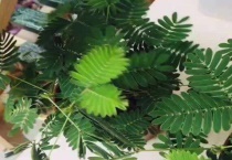 含羞草怎么排水