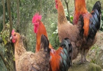 鸡球虫病防治方法 病因和症状如何