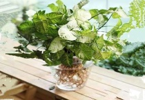 花叶芋的根长什么样