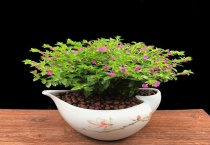 木本满天星怎么养