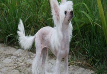 中国冠毛犬多少钱一只 如何选购？